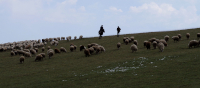 Pastevci u jezera Paravani