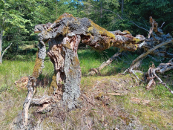 Cínovec - torzo stromu, 2025