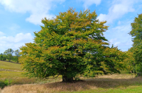 Fürstenau - buk, 2025